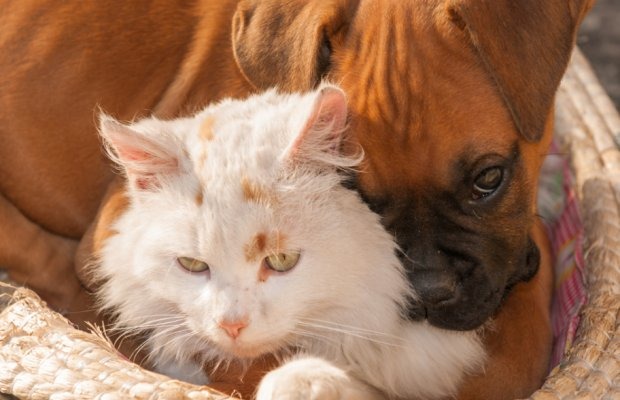 First Aid for Dogs and Cats