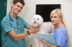 Veterinary Assistant